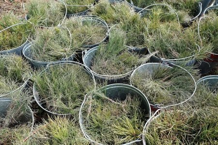 В Порошино высадили 3,5 тысячи сеянцев сосны