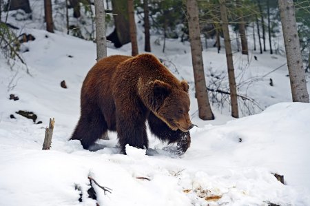 В Кировской области завершается сезон осенней охоты на медведя