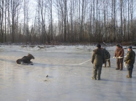 В 2019 году в Кировской области спасли двух лосей