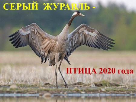 Серый журавль - птица 2020 года 