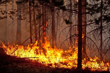 Памятка о лесных пожарах