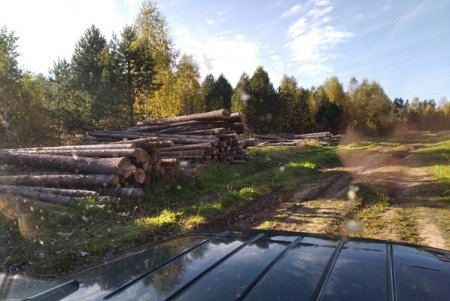 Прокуратурой Санчурского района приняты меры по взысканию с арендатора лесного участка ущерба, причиненного в результате незаконной рубки лесных насаждений 
