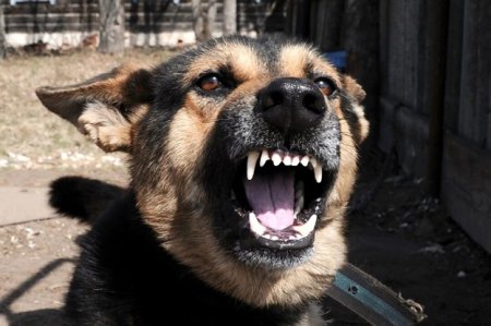 Прокуратура Санчурского района через суд взыскала компенсацию морального вреда с собственника собаки из-за укуса потерпевшей.